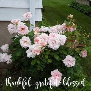 Meet your Posher, Suzanne